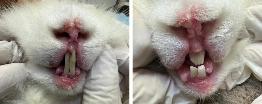 wheat flour grinding