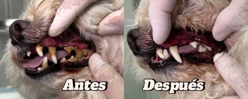 wheat flour grinding