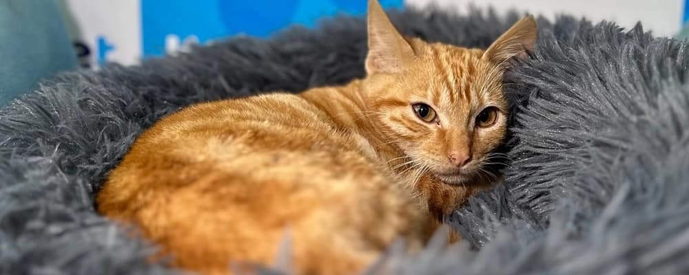 wheat flour grinding