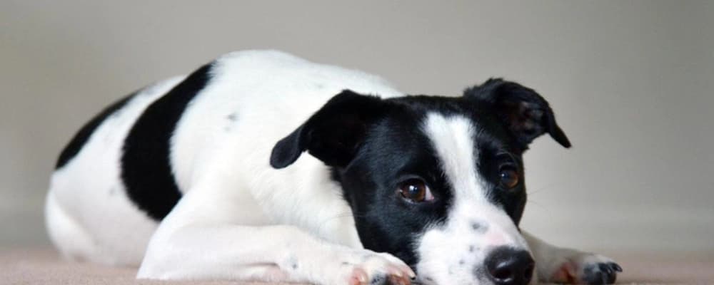 wheat flour grinding