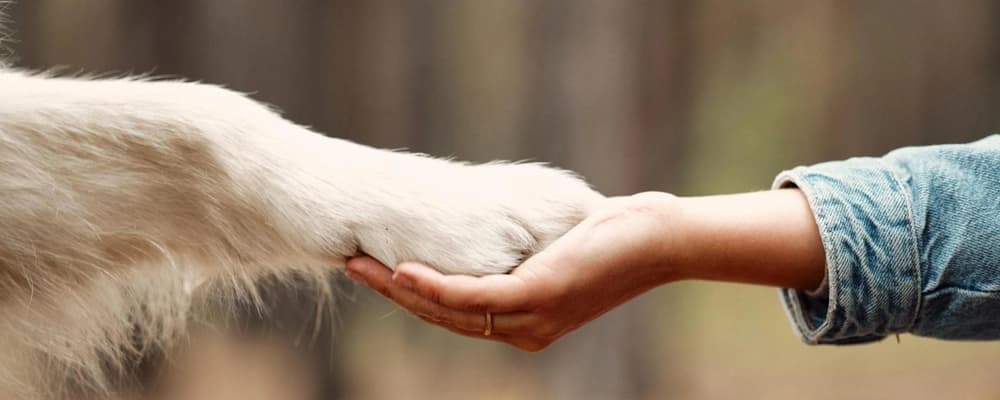 wheat flour grinding