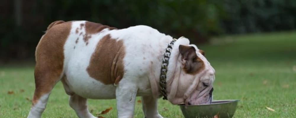 wheat flour grinding